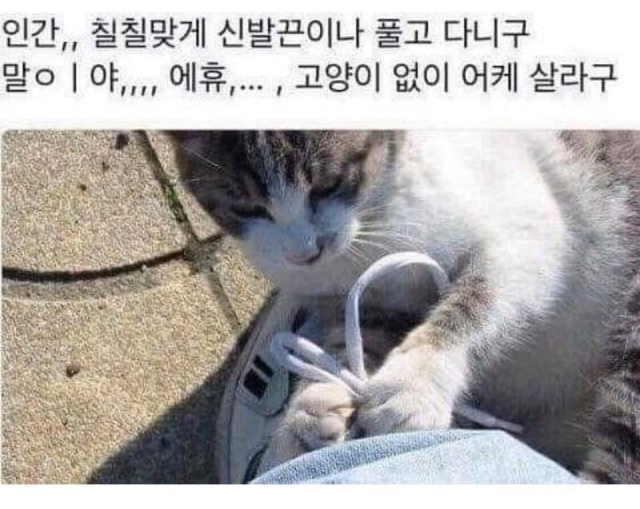 신발끈 묶어주는 고양이