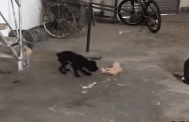 사정거리 파악 완료