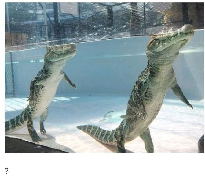 악어는 어떻게 얼굴만 수면에 노출될까?