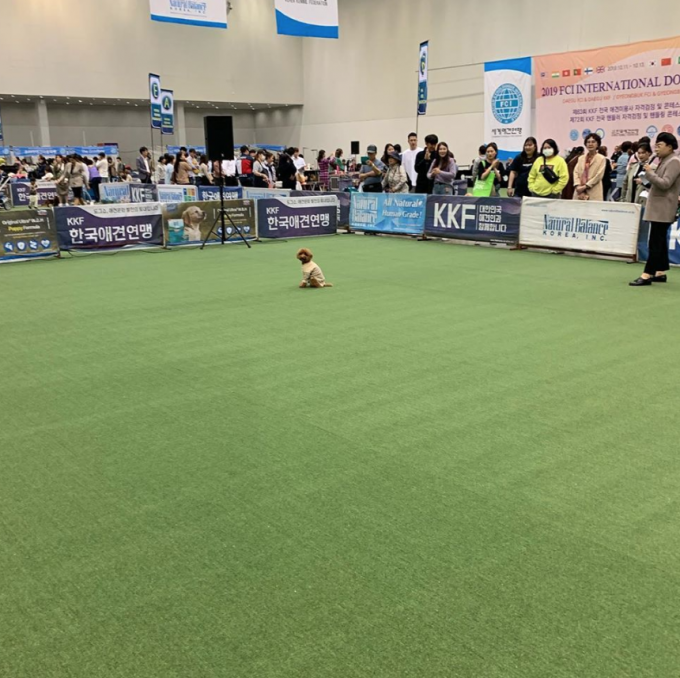 기다려 대회 1등한 강아지.jpg